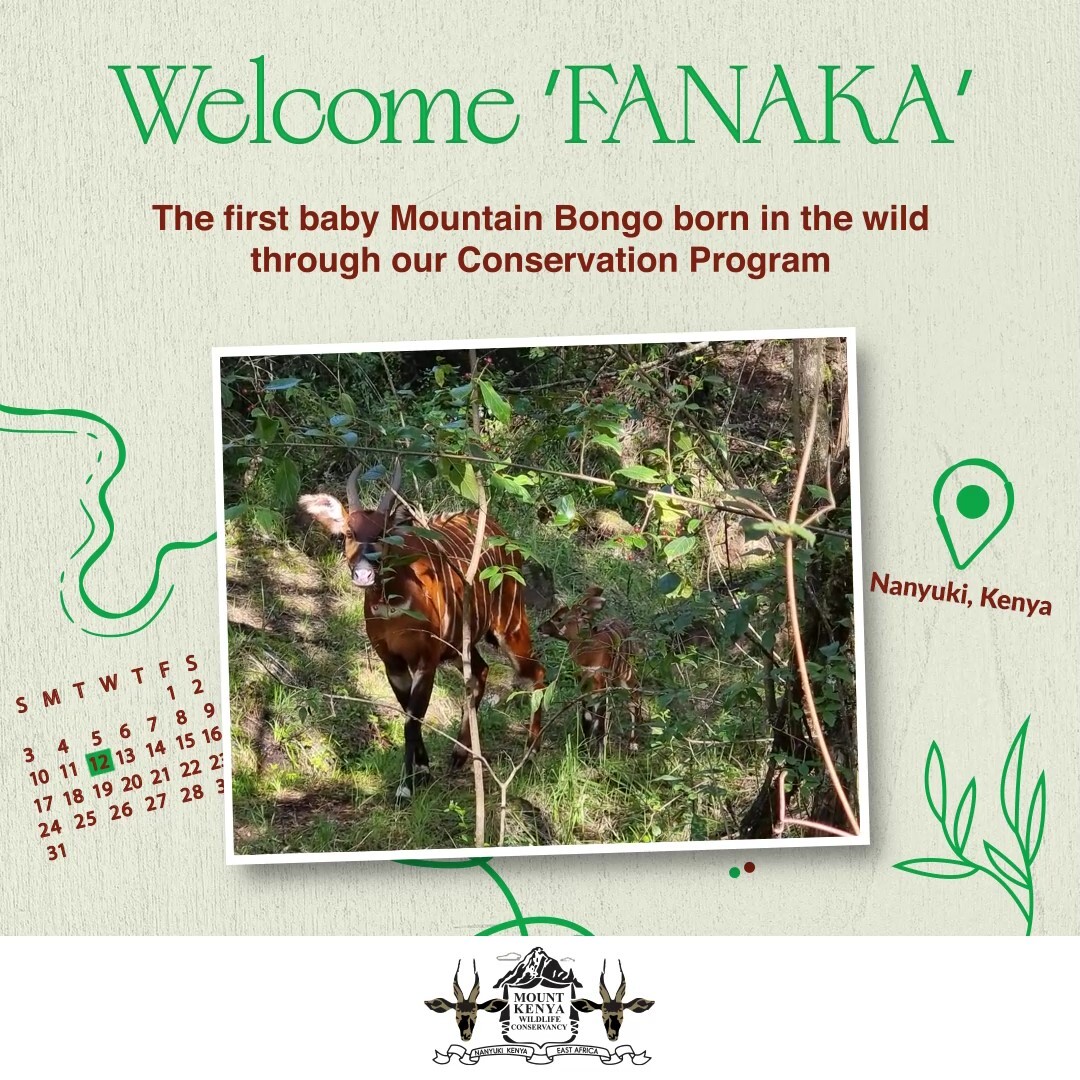 Fanaka - the First baby Mountain Bongo born in the wild through conservation efforts
