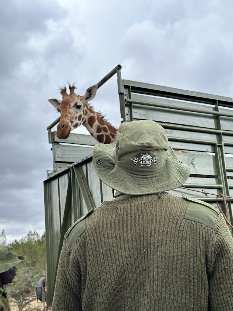 Reticulated Giraffes Reintroduced to Mount Kenya After 40 Years of Local Extinction.