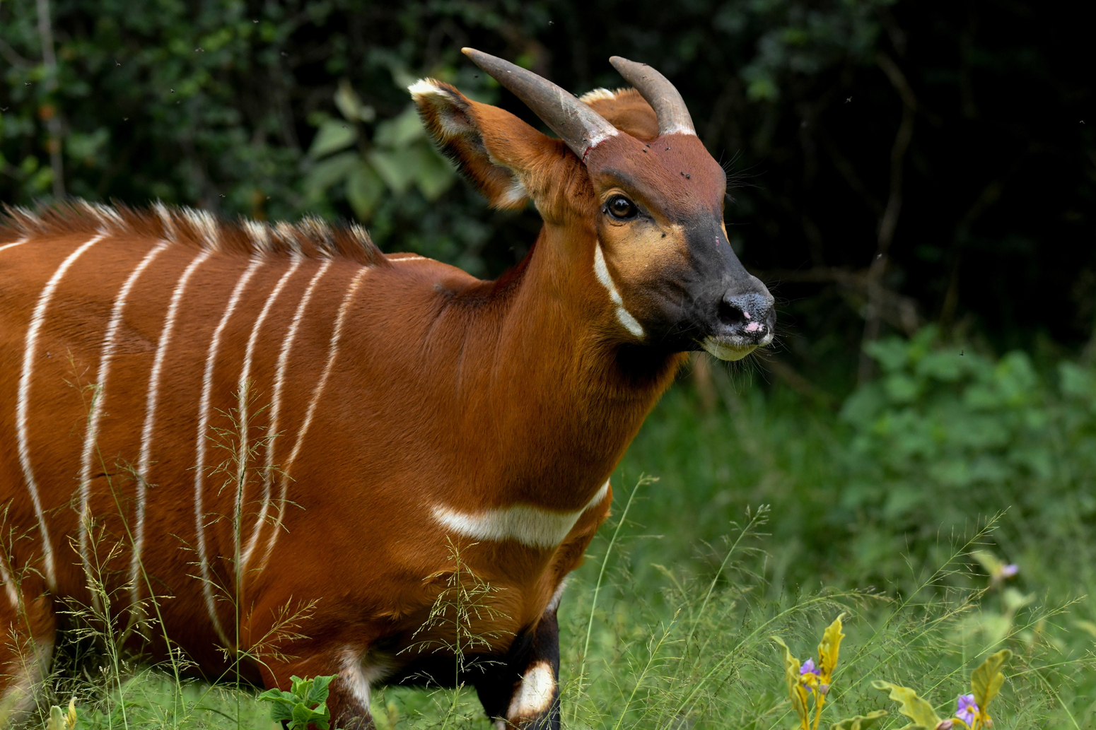 5 more critically endangered Mountain Bongos released into the wild in Kenya’s successful Bongo breeding and rewilding programme.