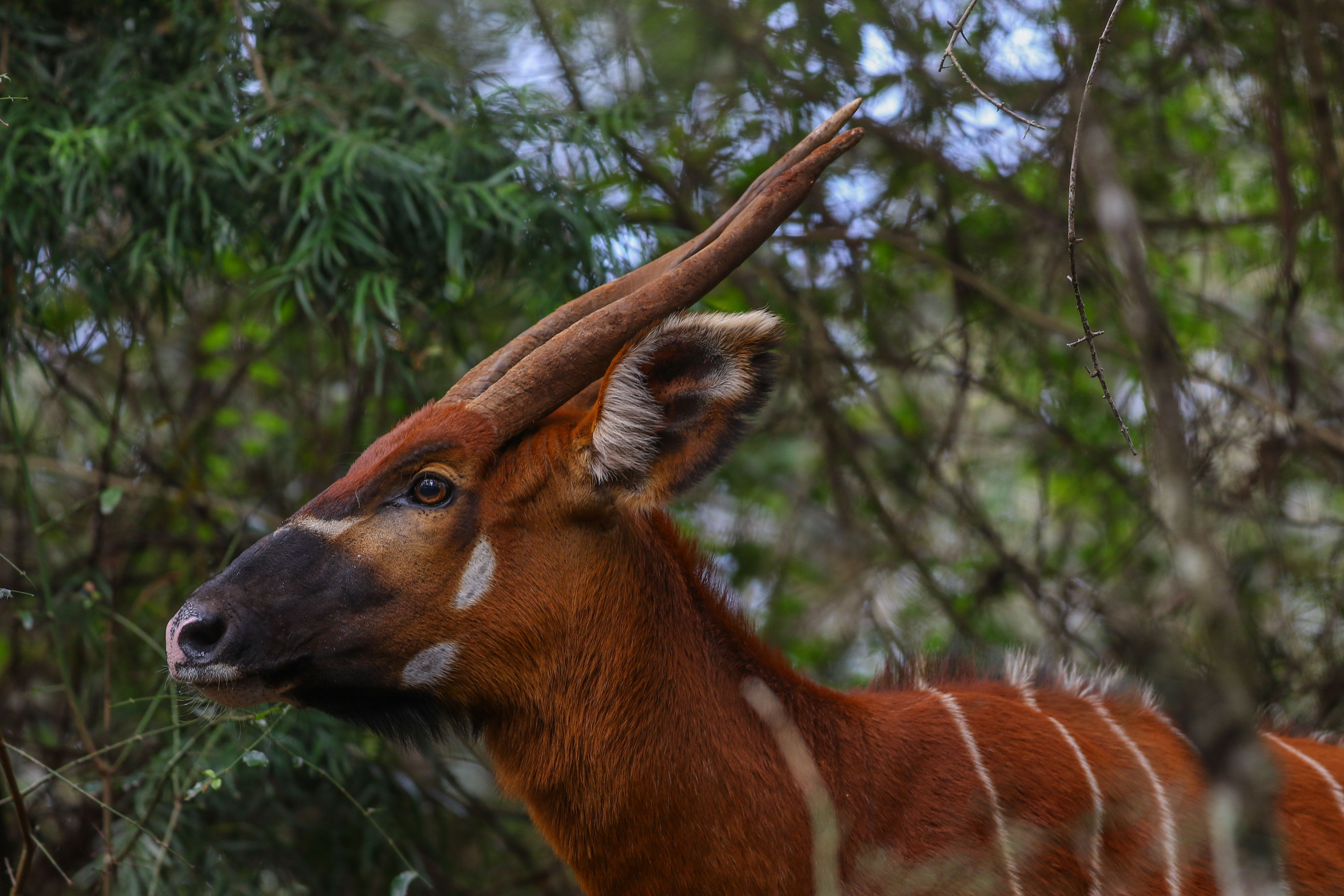 Mount Kenya Wildlife Conservancy, Prague Zoo partner for conservation and restoration of Mountain Bongo Habitat.